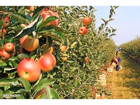 recherche terrain - projet verger (distillation  jus  confitures)