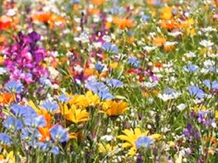 terrain 1 639 m² riviere