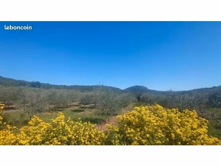 terrain avec oliviers (hérault)