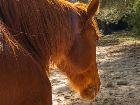 recherche terrain à louer