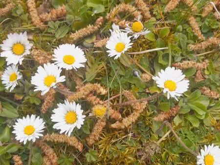 terrain pour caravane  camping car