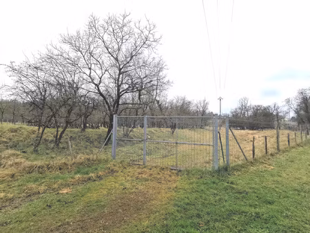 terrain planté de noyers d'amérique et merisiers
