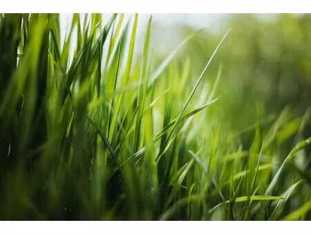 vente terrain à treillières (44119) : à vendre / treillières