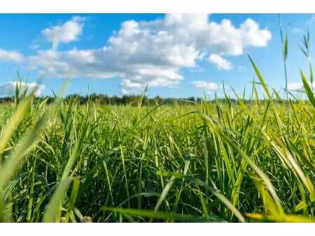 vente terrain à lanrelas (22250) : à vendre / lanrelas