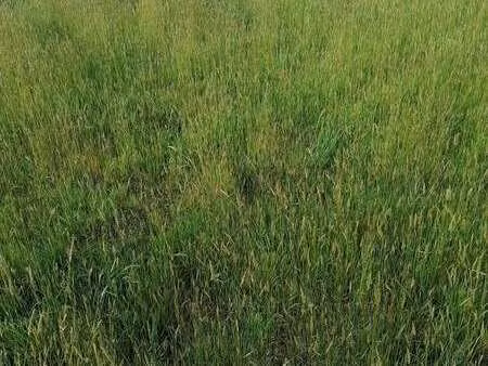 vente terrain à crach (56950) : à vendre / crach