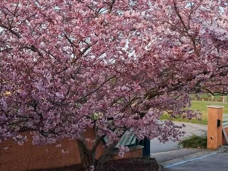 belle maison et son terrain fleuri