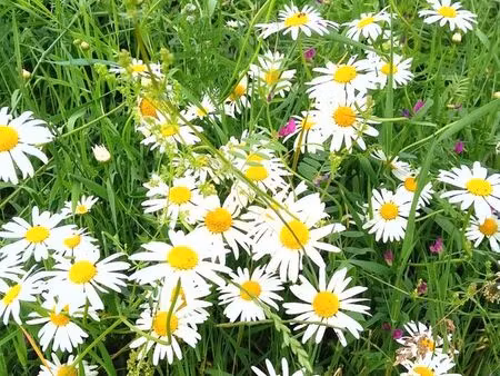 a louer terrain  pâturage