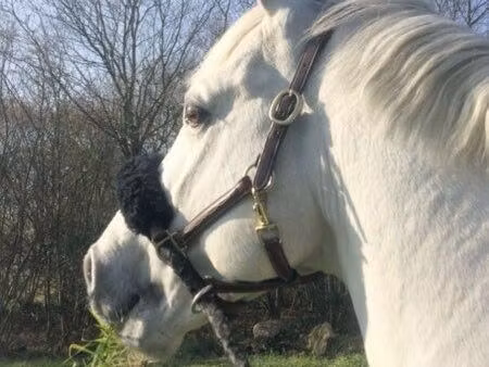 recherche terrain chevaux