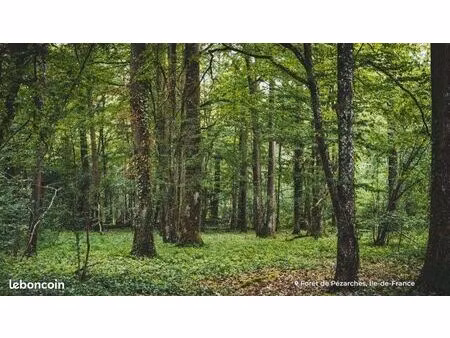terrain de loisir en pleine forêt