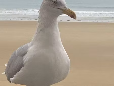 recherche logement à louer