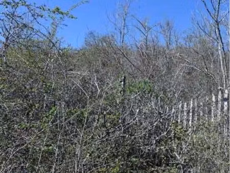 recherche forêt friche jardin