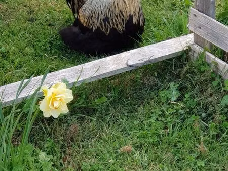 recherchons maison belleme