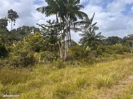 terrain agricole à macouria