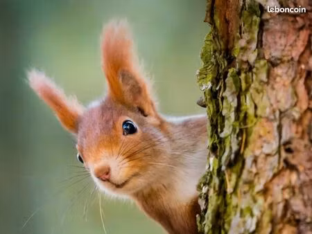 terrain 535 m² herblay sur seine