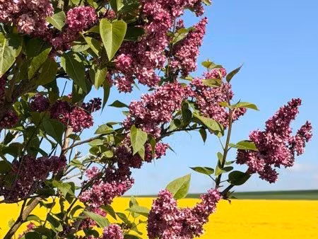 recherche terrain cernay les reims