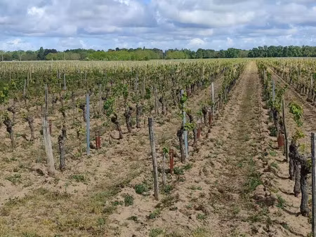 vente terrain 32000 m² savigny-en-véron (37420)