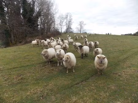 ferme avec 27 hectares de terres certifiées bio  maison  plus maison à restaurer et dépend