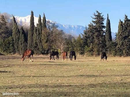 location mobilhome 30m2 au sein d’une propriété équestre avec possibilité pension cheval o