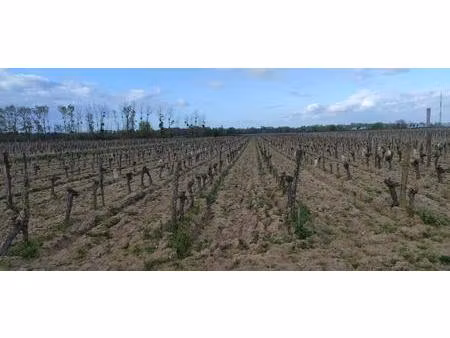 superbes parcelles avec vignes entretenues et terres agricoles !