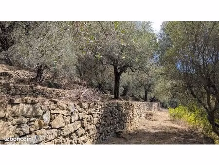 oliveraie proche menton  en italie (roya)