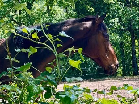 recherche terrain à louer pour chevaux