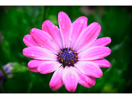 appartement dax 2 pièce(s) 40 m2