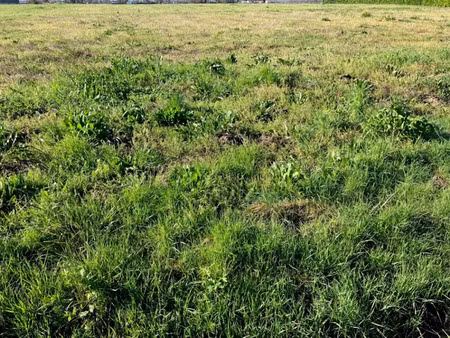 vente terrain 1960 m² à chérac (17610)  80 000 €