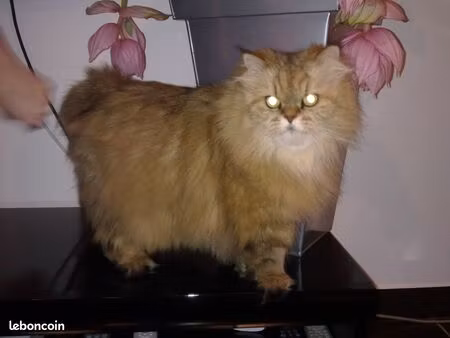 avenue gambetta sans vis a vis