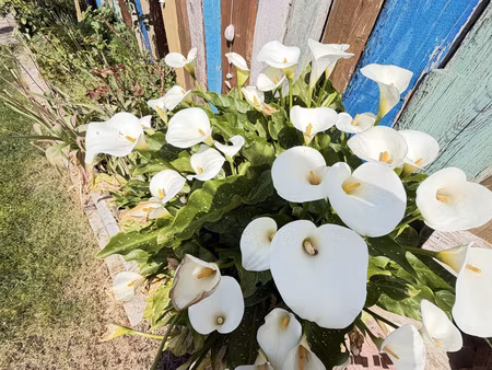 maison de plain pied