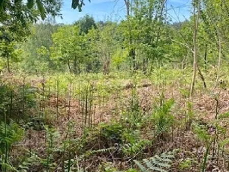 forêt 1 000 m² chancelade