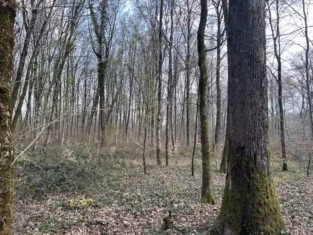 forêt de production feuillue