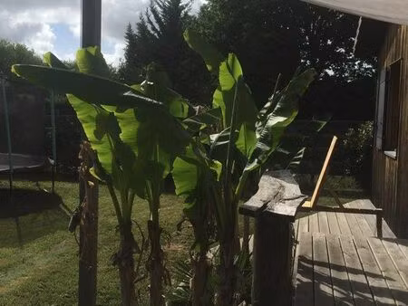 maison bois jardin 800m2