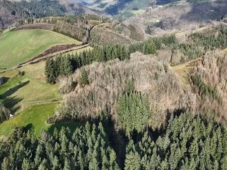 forêt de production résineuse