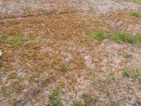 vente terrain à crach (56950) : à vendre / crach