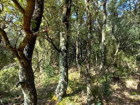 bois  landes  taillis 