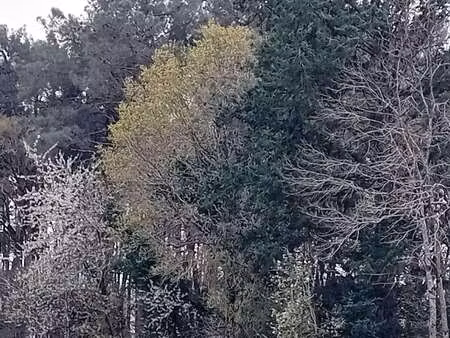 vente terrain à cournon (56200) : à vendre / cournon