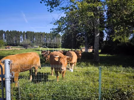 vente terrain 50000 m² à la porcherie (87380)  73 000 €
