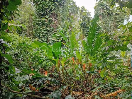 terrain commercial de 1 777 m² à basse-terre