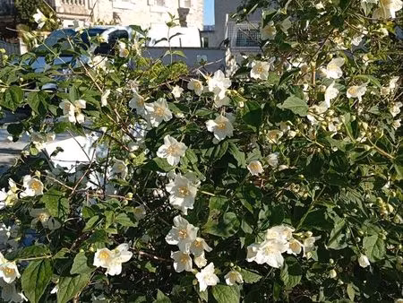 vens mas en campagne  entièrement rénové