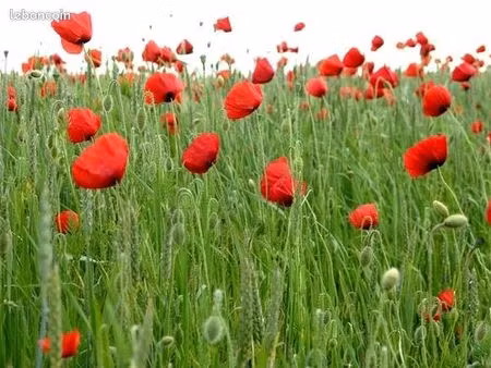 recherche maison de campagne ancienne a louer
