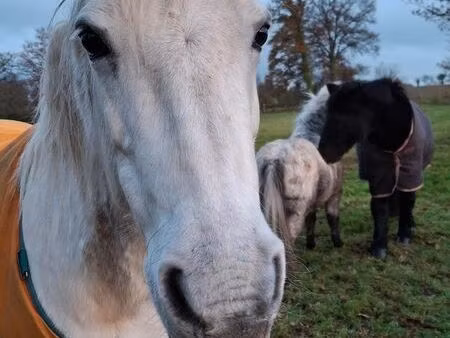 recherche terrain poney