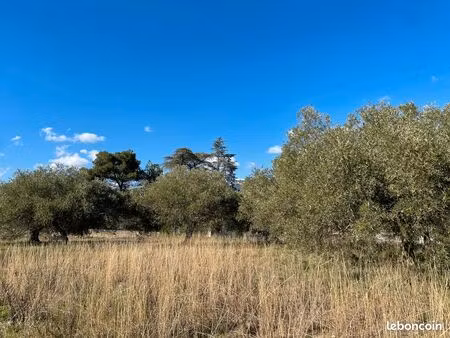 terrain constructible planté de vieux oliviers avec belle vue