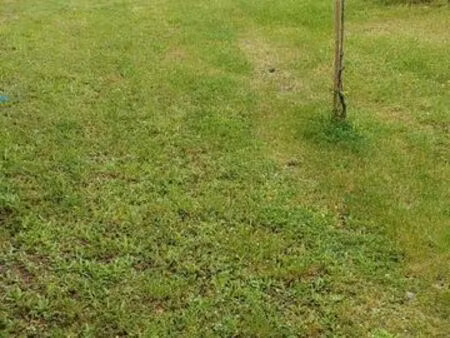 cede terrain