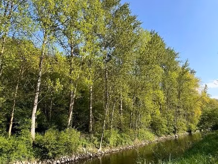 terrain boisé 5613m² avec une centaine plantation de peupliers en bord de rivière  bois  l