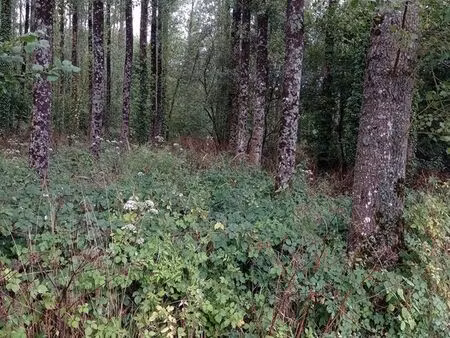 terrain boisé 5880m² avec une plantation de peupliers en bord de ruisseau  bois  loisirs