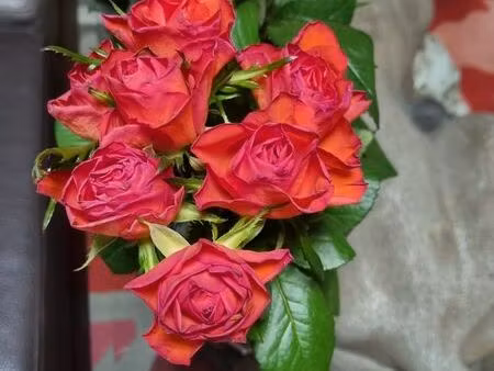 jardin familial 250 m2