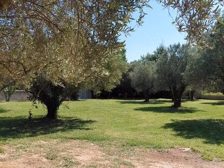 rare : terrain d'exception arboré (oliviers) en centre de thuir