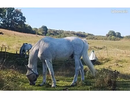 terrain chevaux