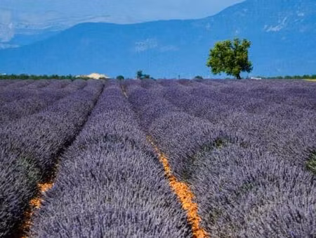 exploitation agricole l isle sur la sorgue