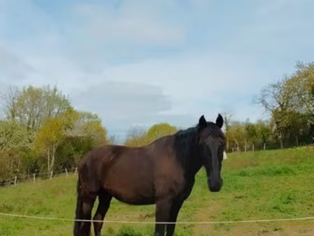 terrain pour chevaux
